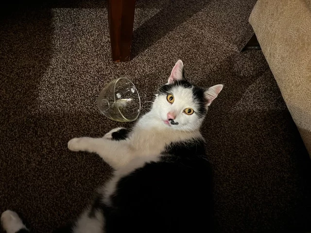 1712778104073.jpeg