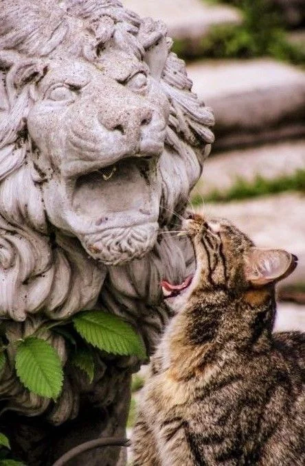 cat.webp
