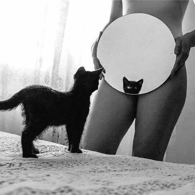 catmirror.webp