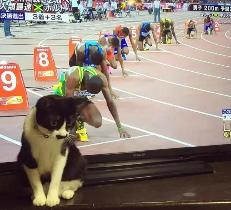 catrace.webp