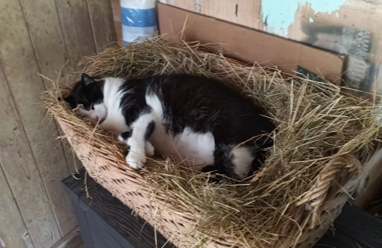 Katers Nest2.webp